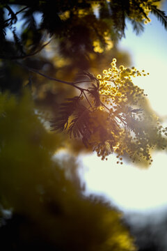 MIMOSA