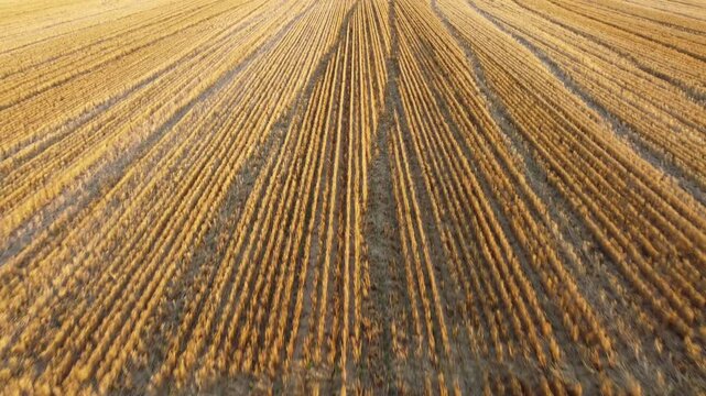 Golden wheat stubble rows in a harvested field in Ridgely Maryland