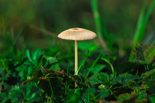 Petit champignon sauvage au chapeau finement stri&eacute;, dress&eacute; au milieu d&rsquo;une v&eacute;g&eacute;tation dense et verdoyante, dans une ambiance naturelle aux couleurs profondes et au fond flou.