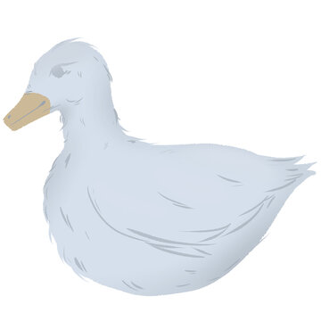duck
