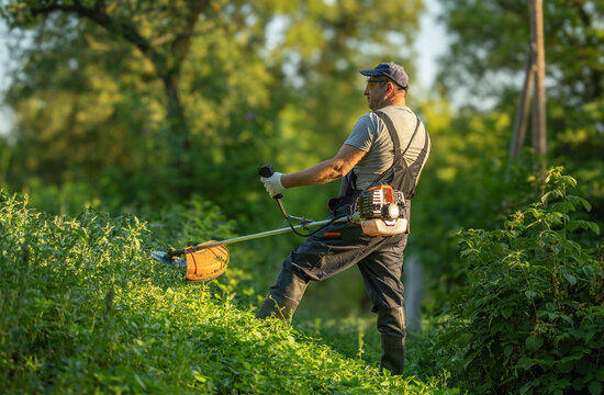 Adult man operates gas powered brush cutter in dense green undergrowth. Wearing gloves, safety glasses and work clothes, groundskeeper trims wild vegetation with focused attention outdoors.