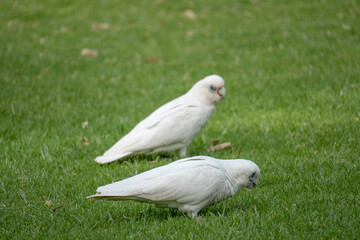 Two white Little Corellas foraging on a green lawn, Perth © Adrian
