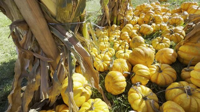 Mini Jack Pumpkin Patch