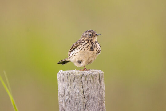 A meadow pipit standing on a pole besides a field in Finland's countryside