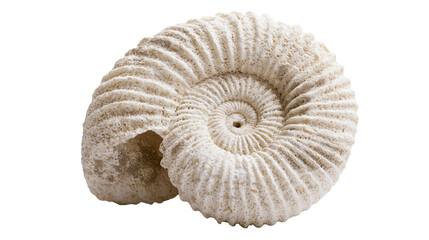 Isolated fossilized ammonite shell with distinct ribs and intricate spiral pattern © David