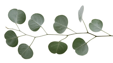 Isolated fresh eucalyptus branch with round blue-green leaves, natural botanical ornament © Ioana