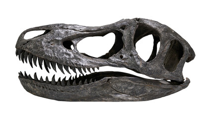 Isolated detailed side view of a ferocious prehistoric dinosaur skull fossil replica on a clean backdrop. © Ioana