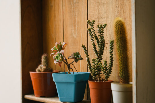 Colecci&oacute;n de suculentas y cactus en macetas de distintos colores alineadas en un estante de madera. Imagen con bokeh.