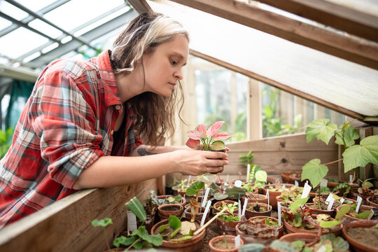 Attentive woman nursery caretaker examining potted plant seedling in small greenhouse cabinet, thoughtful female botanist holding and inspecting young flower plant in pot in special mini glasshouse.