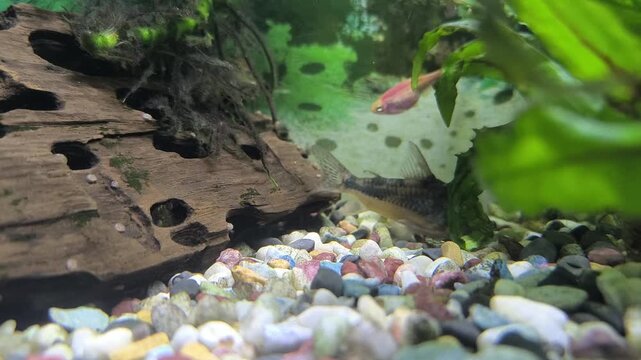 Colorful fish swim in a bright aquarium with lush green plants 