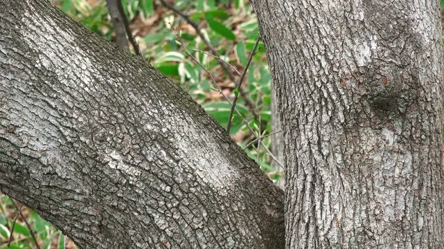 アカゲラ
