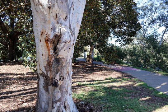 pathway through park with eucalyptus tree trunk