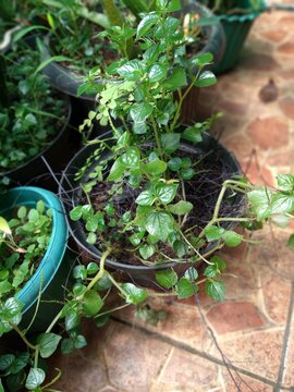 Peperomia pellucida in a black pot. This plant is commonly known as Tumpang air, Sirih cina, Tumpang angin or Suruhan tree. Natural background