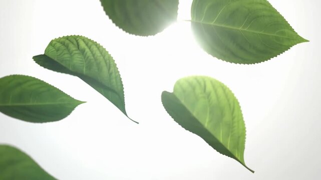 Green leaves backlit by sunlight against a bright sky, revealing detailed veins