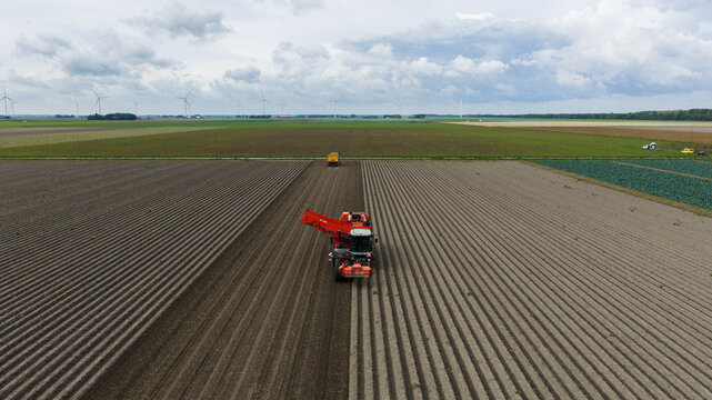 Zeewolde, Flevoland, Netherlands - 02 September 2026: Aerial view of potato harvest with a harvester in vast agricultural fields under a cloudy sky with wind turbines.