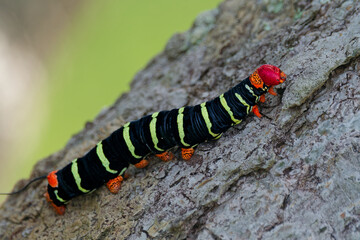 A colorful Frangipani hornworm caterpillar (Pseudosphinx tetrio) with a black body, bright yellow stripes, an orange tail horn, and a distinct red head crawling on a textured tree trunk. © nic