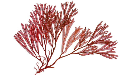 Isolated delicate red seaweed specimen, intricate branching pattern of marine algae, natural plant detail © Lucas
