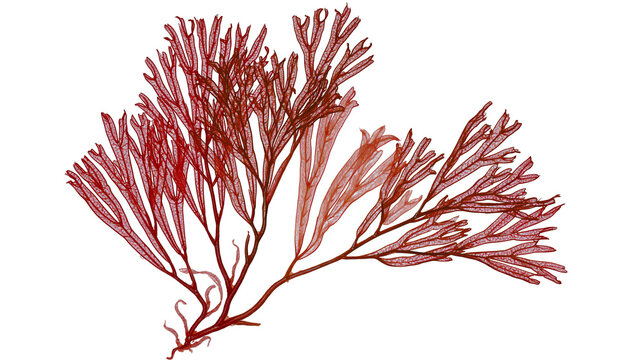 Isolated delicate red seaweed specimen, intricate branching pattern of marine algae, natural plant detail