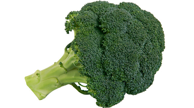 Isolated fresh green raw broccoli head with florets, healthy nutritious organic vegetable