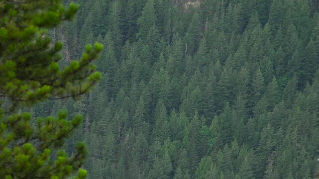 A dense evergreen pine forest blanketing a steep mountainside in Squamish, British Columbia. Thick green coniferous trees create a heavily textured landscape pattern during summer.