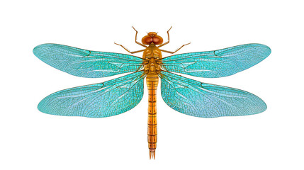 Isolated delicate tropical dragonfly with shimmering blue wings and golden body, elegant insect © Vincent