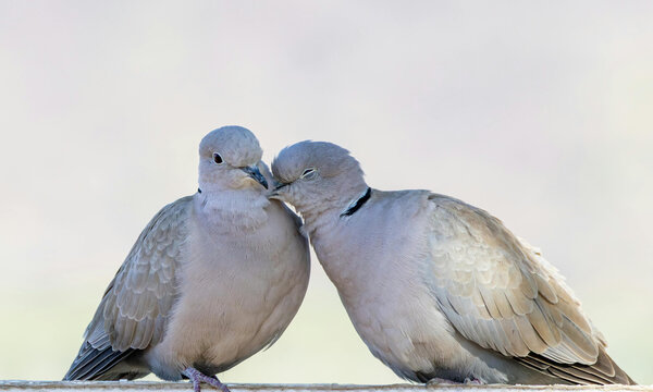 Birds kissing pair of parrots 