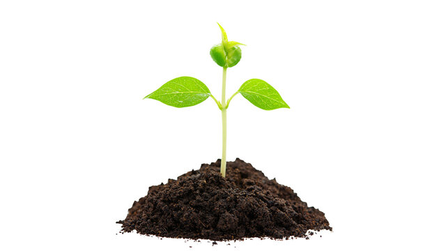Isolated green seedling growing in soil, symbolizing new life, future development N (2028)