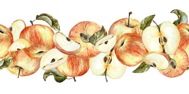 Watercolor apple border on white background. Whole apples and sliced apples banner. 