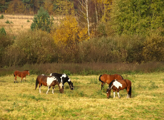 A herd of horses (mainly pinto and chestnut) grazing in a green meadow amidst an autumn landscape. © puchan