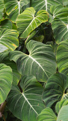 Lush tropical philodendron leaves with white veins, natural green foliage background © Dawid