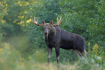  Łoś (Alces alces) moose  © Bartosz Rakoczy