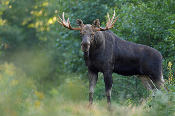  Łoś (Alces alces) moose  © Bartosz Rakoczy