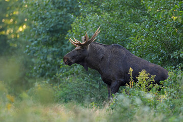  Łoś (Alces alces) moose  © Bartosz Rakoczy