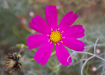 A detailed macro shot of a fully opened Cosmos bipinnatus flower featuring striking purple-pink petals.  © azteka