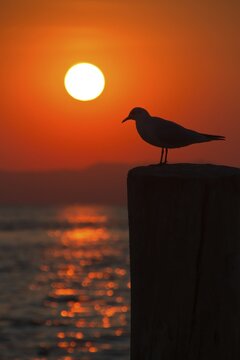 Seagull on a pole with setting sun, Bardolino, Lake Garda, Italy
