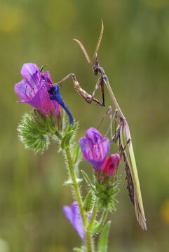 Empusa pennata, crested mantis, extremadura, mantis, high size, portrait format, insects, Spain