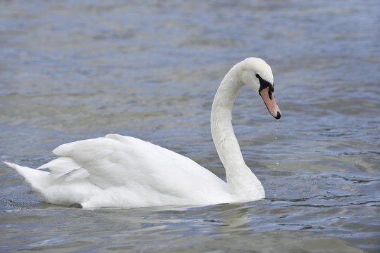 Mute swan (Cygnus olor), Alsace, France