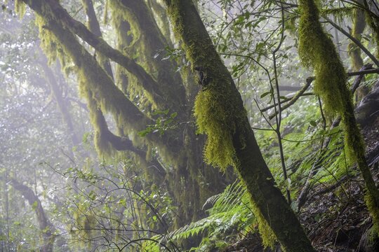 Laurel forest near El Cedro, Hermigua, La Gomera, Spain