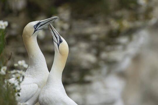 Northern gannet (Morus bassanus) two adult seabird birds performing their love courtship display, RSPB Bempton cliffs nature reserve, Yorkshire, England, United Kingdom