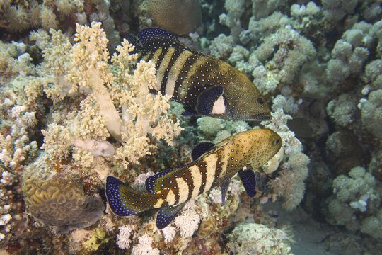 Pair of bluespotted grouper (Cephalopholis argus) during courtship, mating, dive site House Reef, Mangrove Bay, El Quesir, Red Sea, Egypt
