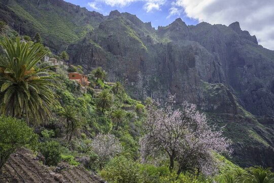 Flowering almond tree near the mountain village of Masca In the Teno Mountains, Masca, Tenerife, Spain