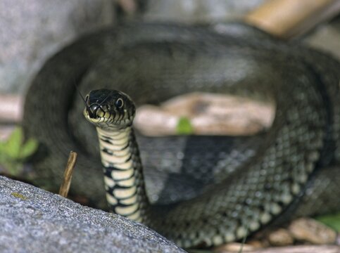 Grass Snake, Natrix Natrix, Grass Snake, Critters, Reptilia, Reptilia, Ringed Snake, Snakes, Water Snakes