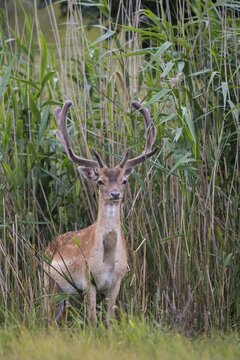 Fallow deer (dama dama) with raffia antlers on reeds, North Holland, Netherlands