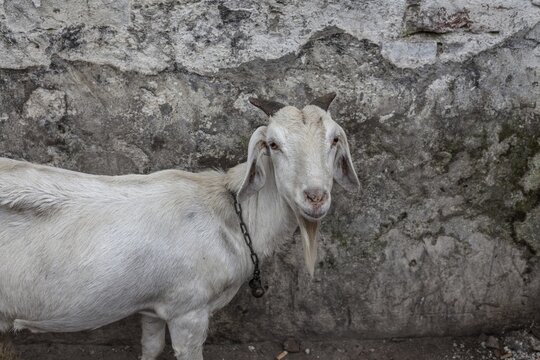 Goat, Tejgaon Slum Area, Dhaka, Bangladesh
