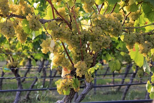 Grape vine (Vitis vinifera), Pinot Blanc, with grapes, in late summer, fruit, fruits, grapes, shortly in front of harvest, in front of the harvest, Ellerstadt, Rhineland-Palatinate, Germany
