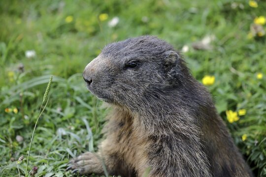 Alpine Marmot (Marmota marmota), looking out of its burrow, Upper Bavaria, Bavaria, Germany