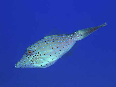 Scrawled filefish (Aluterus scriptus) with dotted pattern in blue ocean. Dive site John Pennekamp Coral Reef State Park, Key Largo, Florida Keys, Florida, USA