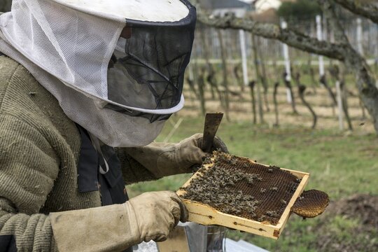 Honey bees (Apis), beekeeper holding frame, bees sitting on honeycomb in frame, Baden-W&uuml;rttemberg, Germany