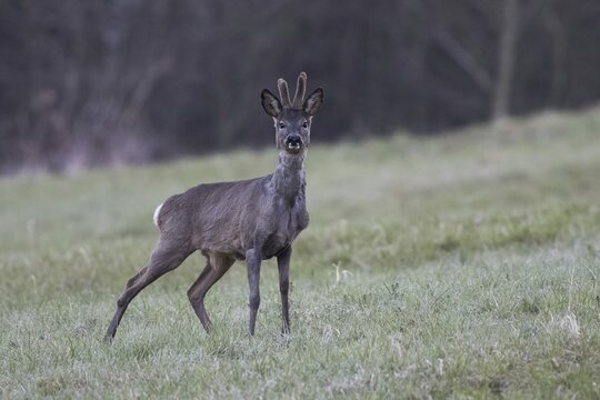 European roe deer (Capreolus capreolus) in the Bast, Hesse, Germany