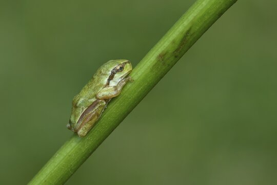 European tree frog (Hyla arborea) sitting on a branch in its natural environment, Lake Neusiedl National Park, Burgenland, Austria